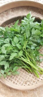 Asian Greens - Minari - Java Waterdropwort - Gambar 3