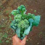 Broccolini - Gambar 3