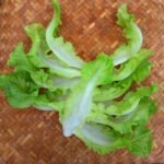 Chicory - Escarole - Gambar 2
