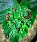 Salad Mix - Olympia - Gambar 2